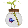 Small Betta Fish Tank Glass Fish Bowls for Betta Fish Goldfish Aquaponic Fish Tank and Plants Cuttings Planter Terrarium Desktop Decorations Gifts